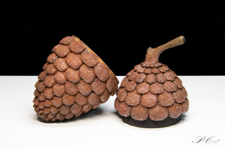 Pine Conejpg
